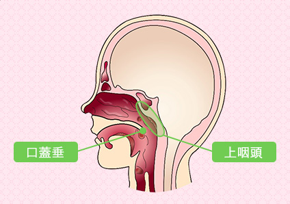 口蓋垂と上咽頭の位置